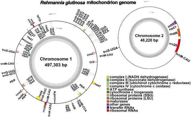 https://cdn.ncbi.nlm.nih.gov/pmc/blobs/2b4b/11130359/4b15893c594c/fpls-15-1326387-g002.jpg