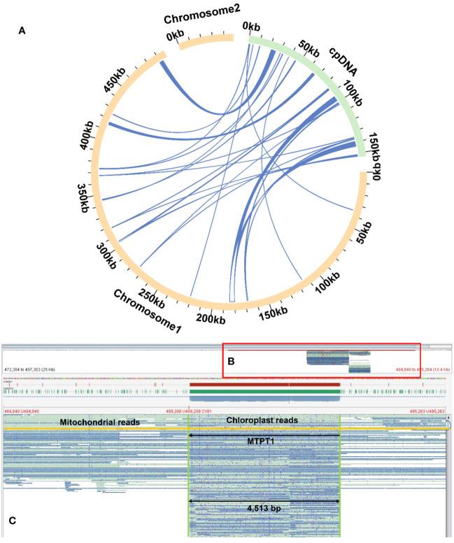 https://cdn.ncbi.nlm.nih.gov/pmc/blobs/2b4b/11130359/bee9ee3db83f/fpls-15-1326387-g006.jpg