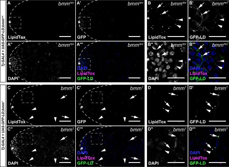 https://cdn.ncbi.nlm.nih.gov/pmc/blobs/2b4d/11132686/0e55d4b8d864/elife-87523-fig2-figsupp2.jpg