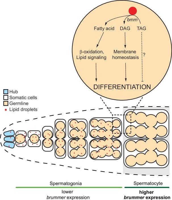 https://cdn.ncbi.nlm.nih.gov/pmc/blobs/2b4d/11132686/28cd94b5bb2a/elife-87523-fig6.jpg