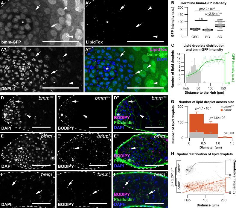 https://cdn.ncbi.nlm.nih.gov/pmc/blobs/2b4d/11132686/4273dd260f10/elife-87523-fig2.jpg