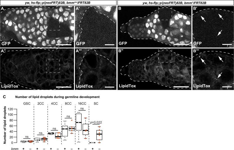 https://cdn.ncbi.nlm.nih.gov/pmc/blobs/2b4d/11132686/947f457538e9/elife-87523-fig3.jpg