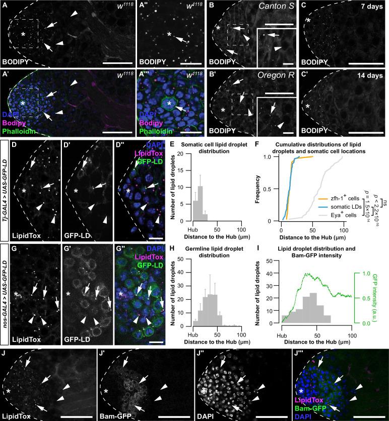 https://cdn.ncbi.nlm.nih.gov/pmc/blobs/2b4d/11132686/ccd4771b4383/elife-87523-fig1.jpg
