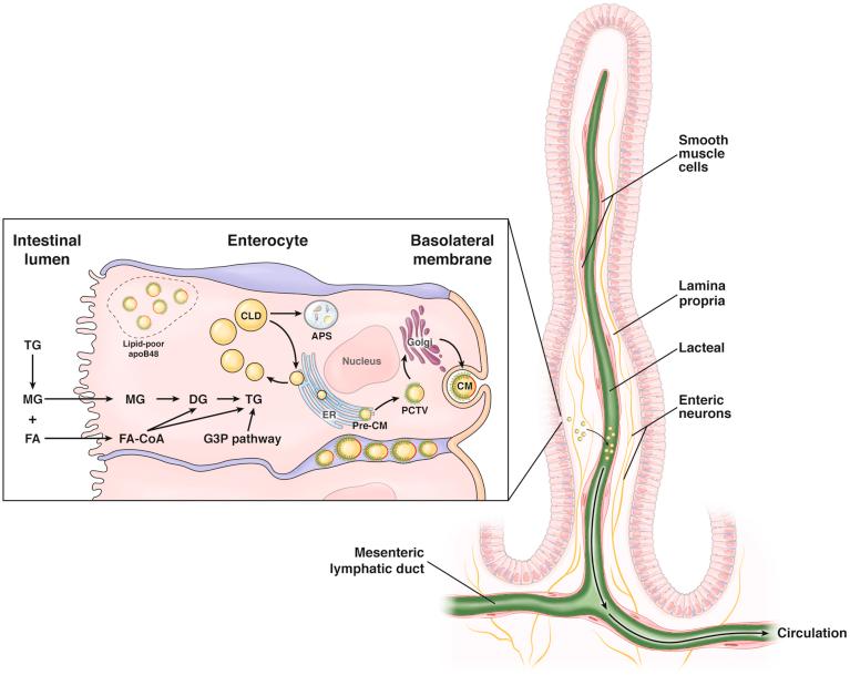 https://cdn.ncbi.nlm.nih.gov/pmc/blobs/2b4d/6396431/39623b08f94d/gr1.jpg