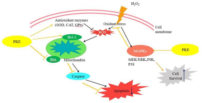 https://cdn.ncbi.nlm.nih.gov/pmc/blobs/2b53/8540341/74dd1513f5ba/molecules-26-06287-g009.jpg