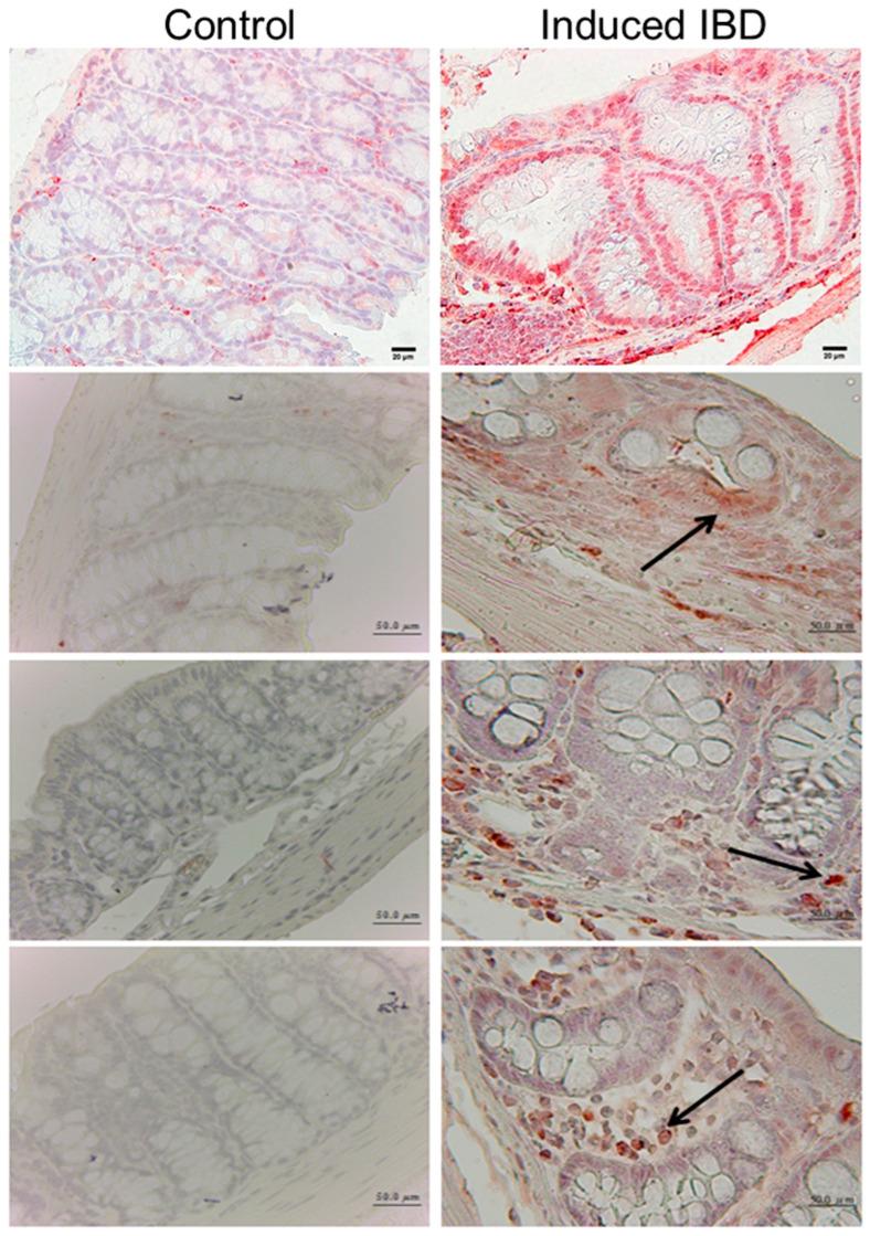 https://cdn.ncbi.nlm.nih.gov/pmc/blobs/2b57/11047900/20aa02381d6a/biomedicines-12-00780-g001.jpg