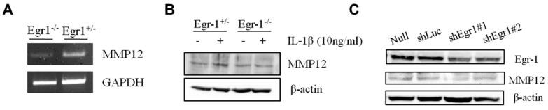 https://cdn.ncbi.nlm.nih.gov/pmc/blobs/2b57/11047900/e6a87584e910/biomedicines-12-00780-g005.jpg