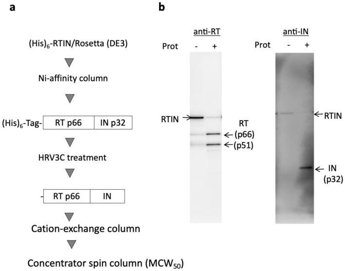 https://cdn.ncbi.nlm.nih.gov/pmc/blobs/2b58/9864105/3903288fd348/viruses-15-00031-g001.jpg