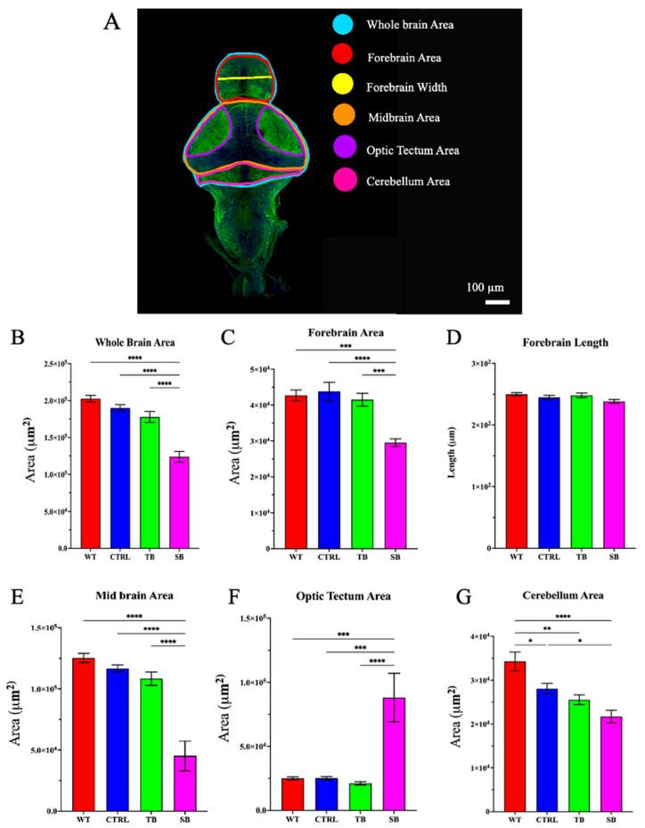 https://cdn.ncbi.nlm.nih.gov/pmc/blobs/2b59/11353230/8d13c0201033/biomolecules-14-00914-g007.jpg
