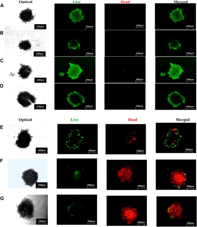 https://cdn.ncbi.nlm.nih.gov/pmc/blobs/2b5a/10801020/b273d6d128d4/fmolb-10-1340212-g015.jpg