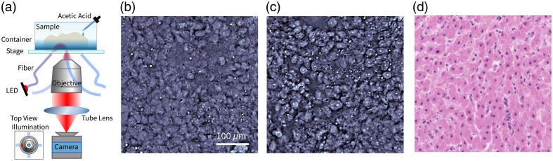https://cdn.ncbi.nlm.nih.gov/pmc/blobs/2b60/11792252/ee51e44e0e46/JBO-030-026501-g001.jpg
