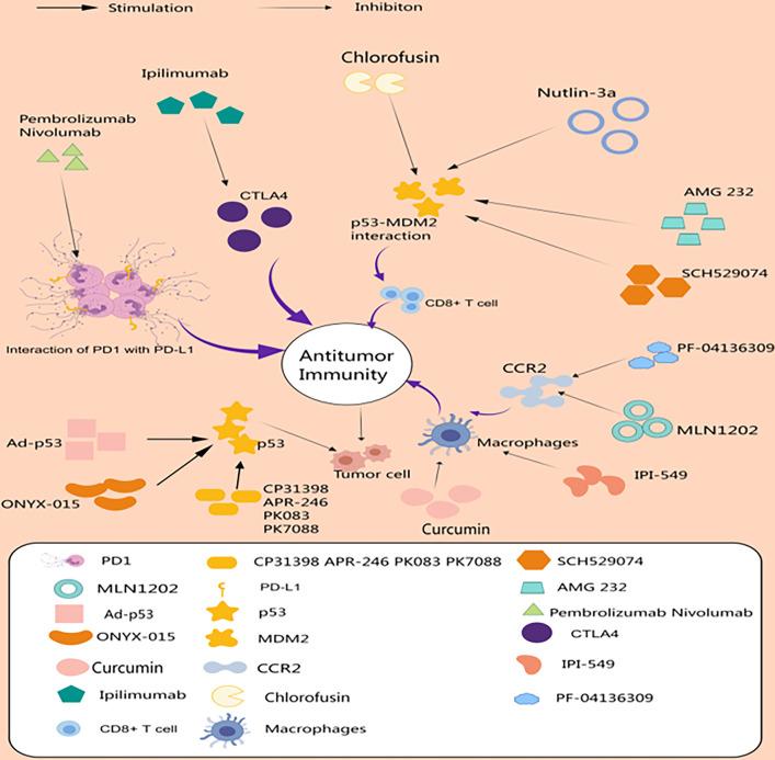 https://cdn.ncbi.nlm.nih.gov/pmc/blobs/2b61/11964878/fbf2ff990279/OncolRes-33-57317-f002.jpg