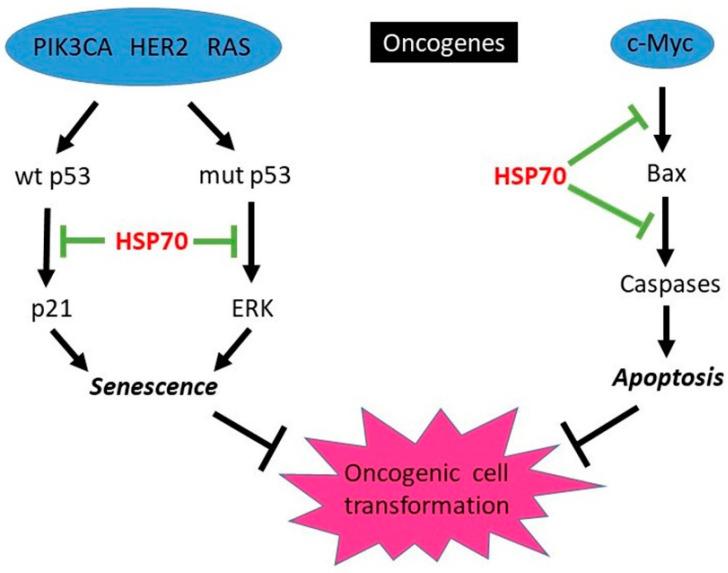 https://cdn.ncbi.nlm.nih.gov/pmc/blobs/2b64/8700403/7552a9f02e5d/cells-10-03446-g002.jpg