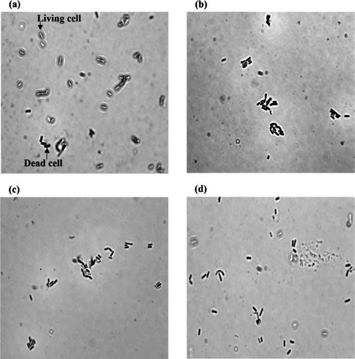 https://cdn.ncbi.nlm.nih.gov/pmc/blobs/2b65/8811942/008f555882c3/ao1c06124_0008.jpg