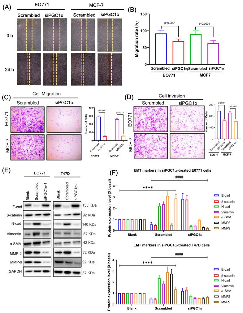 https://cdn.ncbi.nlm.nih.gov/pmc/blobs/2b67/10529029/018db283212c/cells-12-02311-g009.jpg