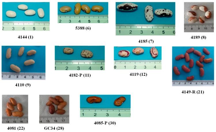 https://cdn.ncbi.nlm.nih.gov/pmc/blobs/2b68/6723714/025cd735f805/foods-08-00296-g001.jpg