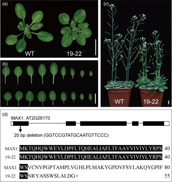 https://cdn.ncbi.nlm.nih.gov/pmc/blobs/2b6a/11386734/c9abbb275cf3/PBI-18-644-g002.jpg