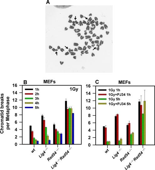https://cdn.ncbi.nlm.nih.gov/pmc/blobs/2b6c/4041464/910e962624ad/gku298fig4.jpg