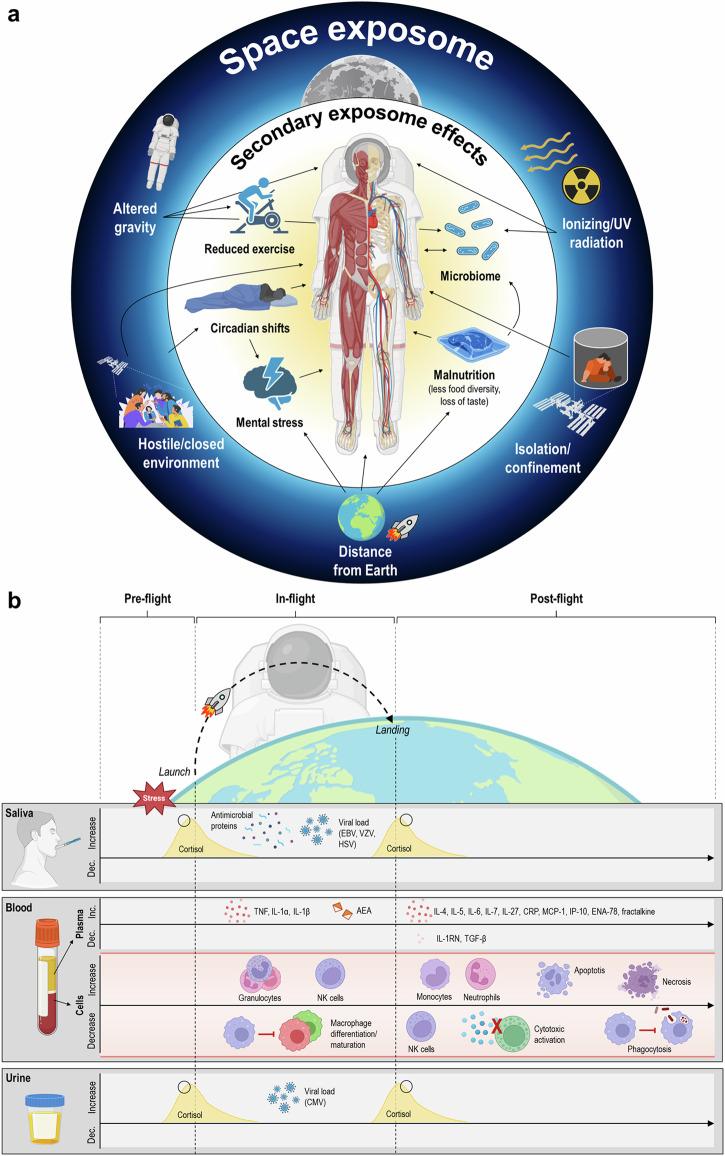 https://cdn.ncbi.nlm.nih.gov/pmc/blobs/2b6d/11574097/42f21cdf25f7/41526_2024_446_Fig2_HTML.jpg