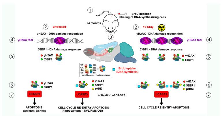 https://cdn.ncbi.nlm.nih.gov/pmc/blobs/2b7c/8659122/176c3847f866/molecules-26-07198-g004.jpg