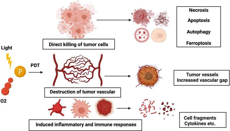 https://cdn.ncbi.nlm.nih.gov/pmc/blobs/2b7c/9184441/48a026641d5c/fonc-12-863107-g001.jpg