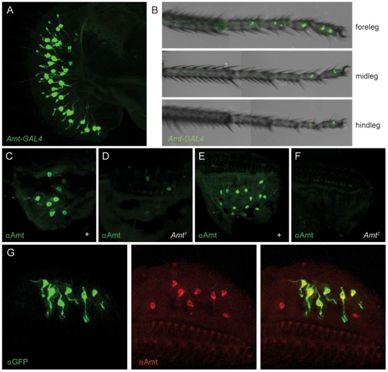 https://cdn.ncbi.nlm.nih.gov/pmc/blobs/2b7d/5338342/1844f0794f28/srep43754-f5.jpg