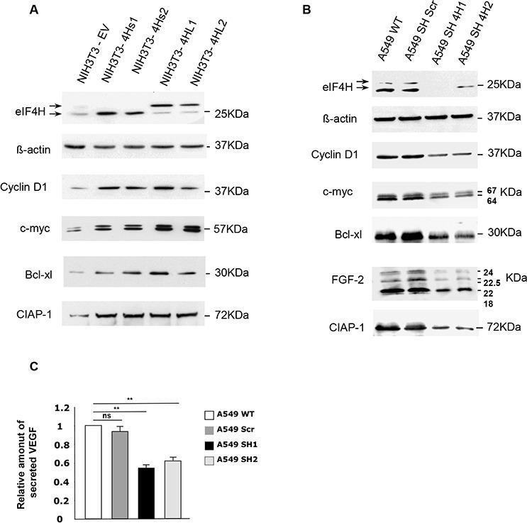 https://cdn.ncbi.nlm.nih.gov/pmc/blobs/2b82/4741870/2d145c0f6920/oncotarget-06-39924-g005.jpg