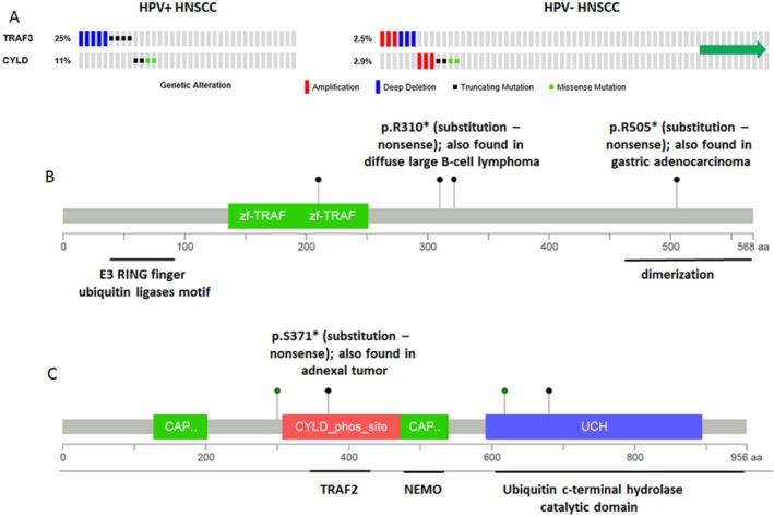 https://cdn.ncbi.nlm.nih.gov/pmc/blobs/2b83/5434911/b37fae596f93/CNCR-123-1778-g001.jpg