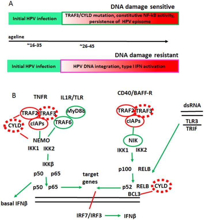 https://cdn.ncbi.nlm.nih.gov/pmc/blobs/2b83/5434911/b907cdaeb4fc/CNCR-123-1778-g006.jpg