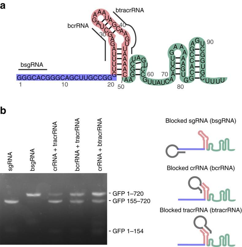 https://cdn.ncbi.nlm.nih.gov/pmc/blobs/2b83/5493748/ca43a04ee368/ncomms15939-f1.jpg