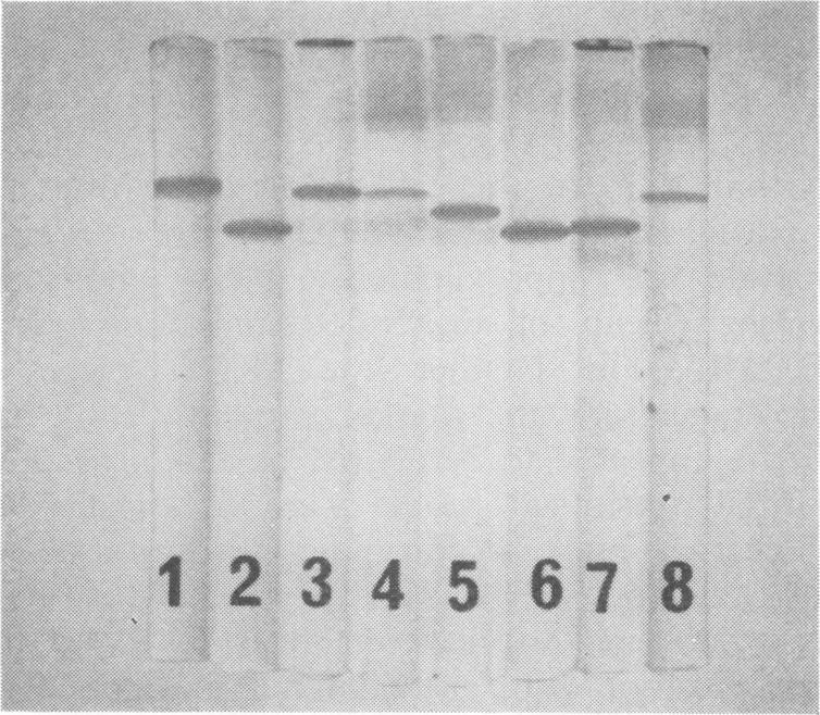 https://cdn.ncbi.nlm.nih.gov/pmc/blobs/2b8b/419315/c990152194a1/iai00276-0048-b.jpg