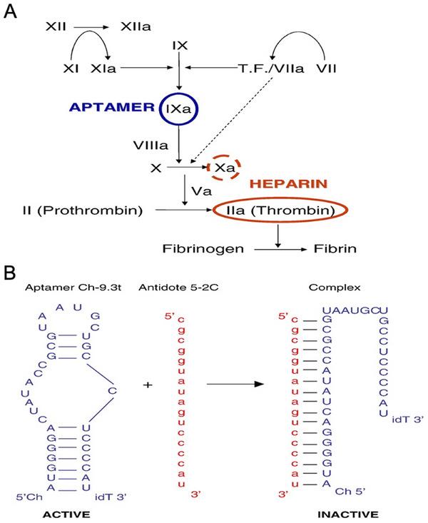 https://cdn.ncbi.nlm.nih.gov/pmc/blobs/2b8c/12086380/5b2d96e2e0fe/MCO2-6-e70180-g008.jpg