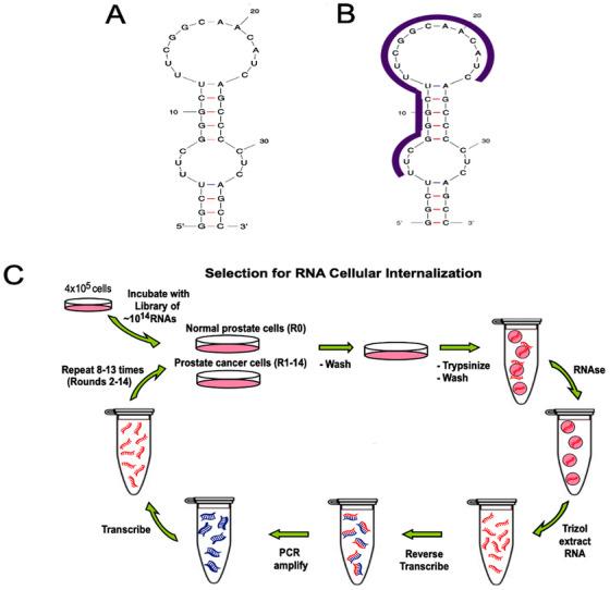 https://cdn.ncbi.nlm.nih.gov/pmc/blobs/2b8c/12086380/e0960f9b9f7a/MCO2-6-e70180-g005.jpg