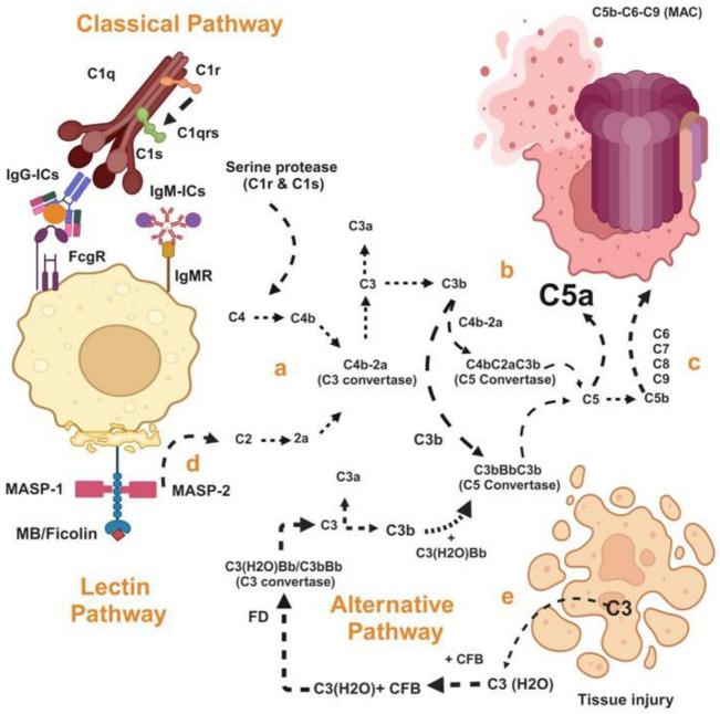 https://cdn.ncbi.nlm.nih.gov/pmc/blobs/2b8e/11594573/3bb57cd3234d/ijms-25-12252-g001.jpg