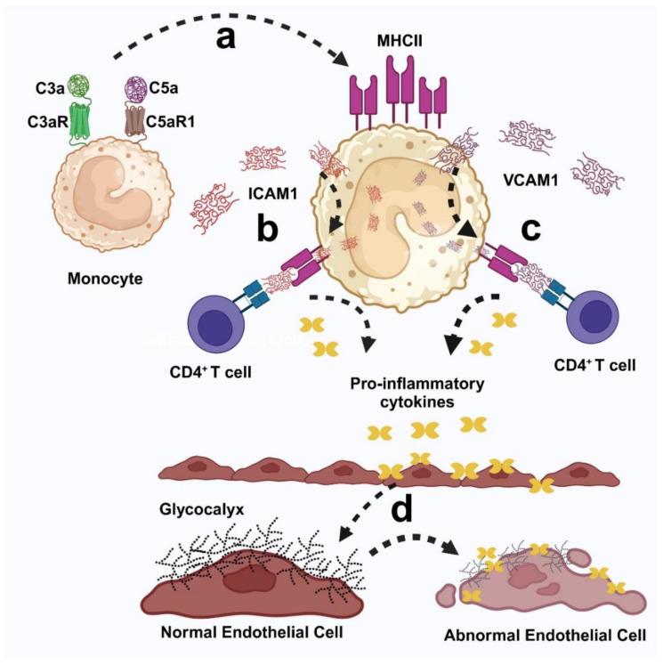 https://cdn.ncbi.nlm.nih.gov/pmc/blobs/2b8e/11594573/f247d8c399db/ijms-25-12252-g004.jpg