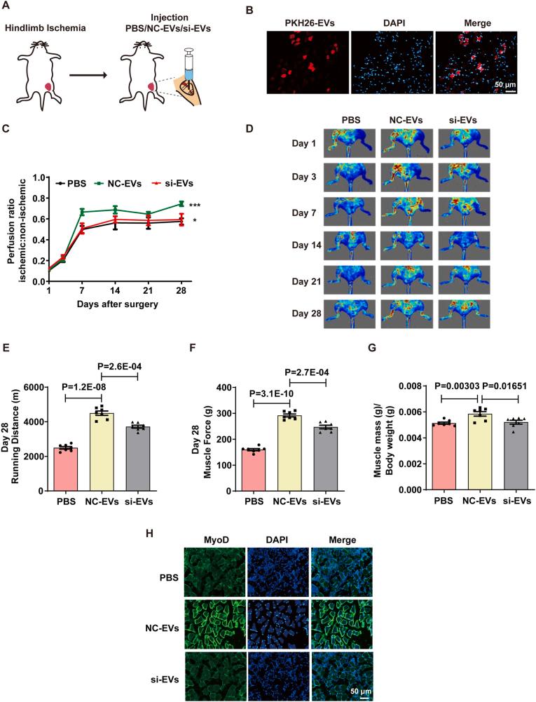 https://cdn.ncbi.nlm.nih.gov/pmc/blobs/2b8f/12391560/c8a1e0ba80b8/gr3.jpg