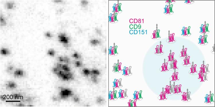 https://cdn.ncbi.nlm.nih.gov/pmc/blobs/2b90/10808221/3e6e5b4e90a6/41598_2024_52615_Fig7_HTML.jpg