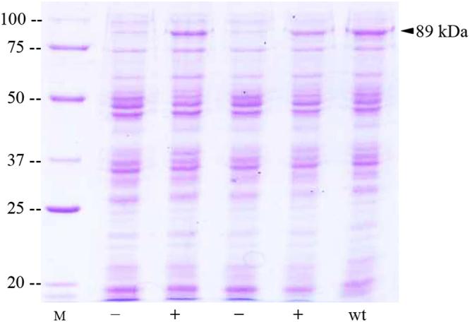 https://cdn.ncbi.nlm.nih.gov/pmc/blobs/2b90/5953952/856301ed3ee7/41598_2018_25346_Fig1_HTML.jpg