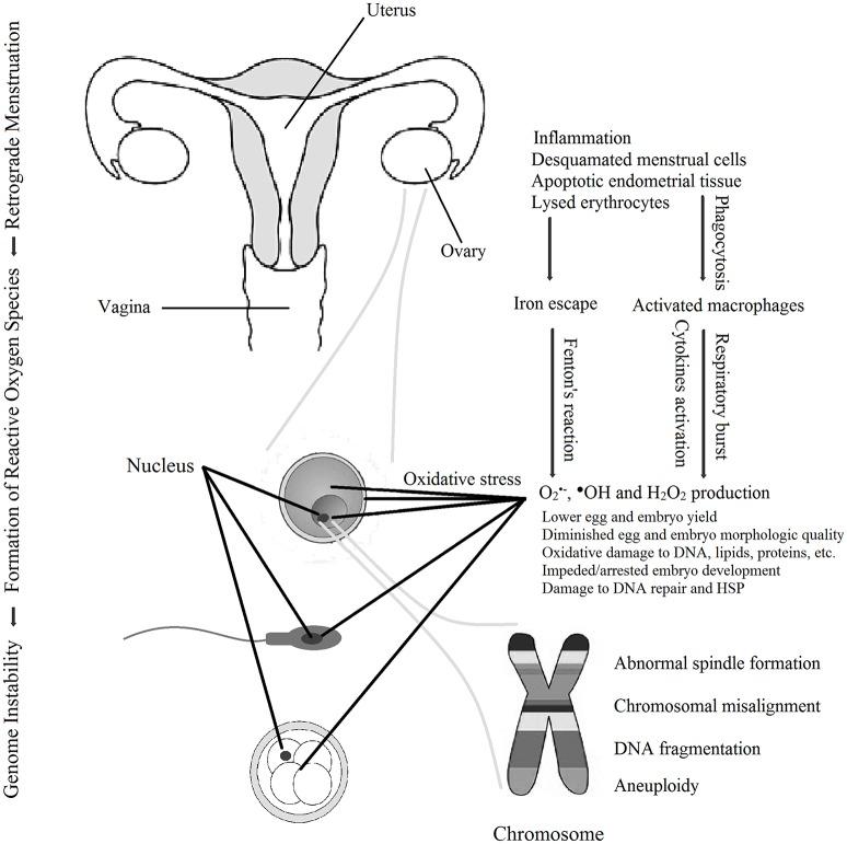 https://cdn.ncbi.nlm.nih.gov/pmc/blobs/2b90/6281964/be1c92e5cb11/fendo-09-00725-g0001.jpg