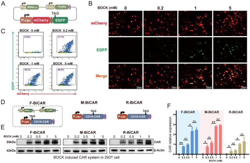 https://cdn.ncbi.nlm.nih.gov/pmc/blobs/2b95/11657976/f8605069ad1a/13045_2024_1648_Fig1_HTML.jpg
