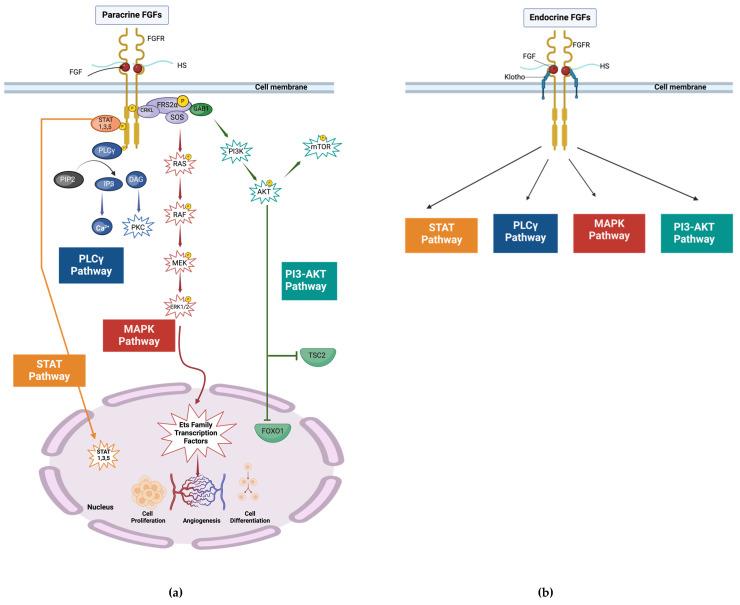 https://cdn.ncbi.nlm.nih.gov/pmc/blobs/2b96/11726770/22a77392e868/biomolecules-14-01622-g001.jpg