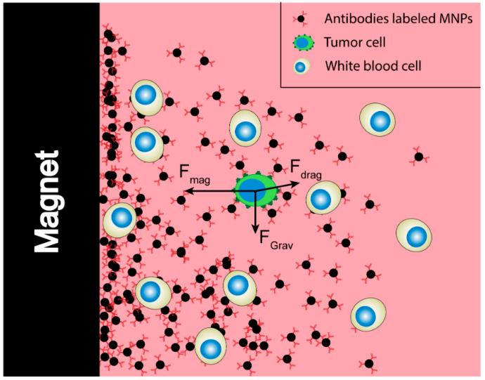 https://cdn.ncbi.nlm.nih.gov/pmc/blobs/2b99/7760229/55989e50147f/cancers-12-03525-g002.jpg