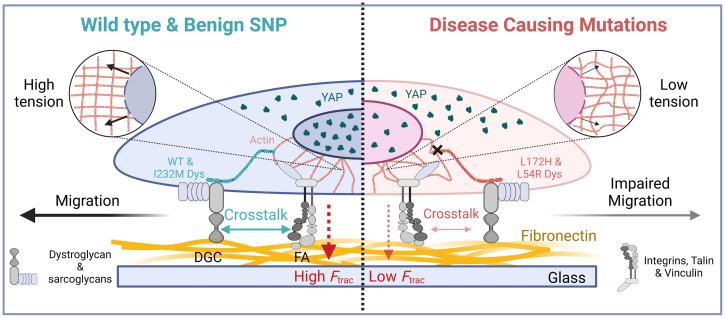 https://cdn.ncbi.nlm.nih.gov/pmc/blobs/2b99/9231619/1872ba38a47e/pnas.2205536119fig05.jpg