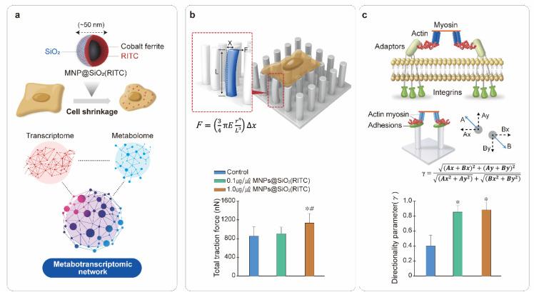 https://cdn.ncbi.nlm.nih.gov/pmc/blobs/2b9a/8470953/b272fdf5a7e1/nanomaterials-11-02385-g003.jpg