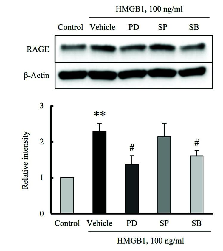 https://cdn.ncbi.nlm.nih.gov/pmc/blobs/2b9b/9437367/77d717c57ca4/kjpp-26-5-389-f4.jpg