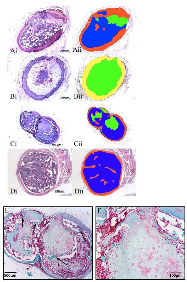 https://cdn.ncbi.nlm.nih.gov/pmc/blobs/2b9c/3045394/2ef144114094/1471-2474-12-31-2.jpg
