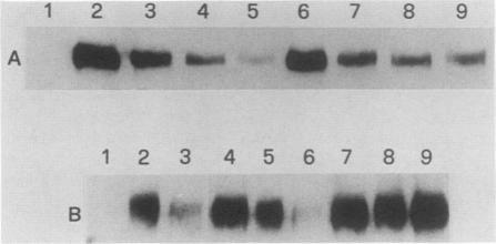 https://cdn.ncbi.nlm.nih.gov/pmc/blobs/2b9c/363281/6332885cb3e0/molcellb00063-0348-a.jpg