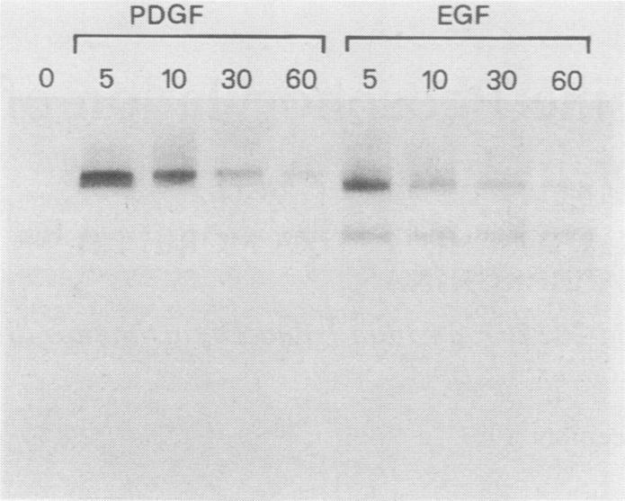 https://cdn.ncbi.nlm.nih.gov/pmc/blobs/2b9c/363281/b65645a012bc/molcellb00063-0346-a.jpg