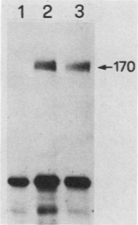 https://cdn.ncbi.nlm.nih.gov/pmc/blobs/2b9c/363281/f923bca45815/molcellb00063-0347-b.jpg