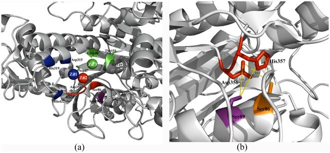https://cdn.ncbi.nlm.nih.gov/pmc/blobs/2b9d/3234256/11662772b276/pone.0028470.g003.jpg